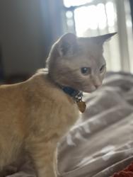 Lost Female Cat last seen Mexico road , St. Peters, MO 63376