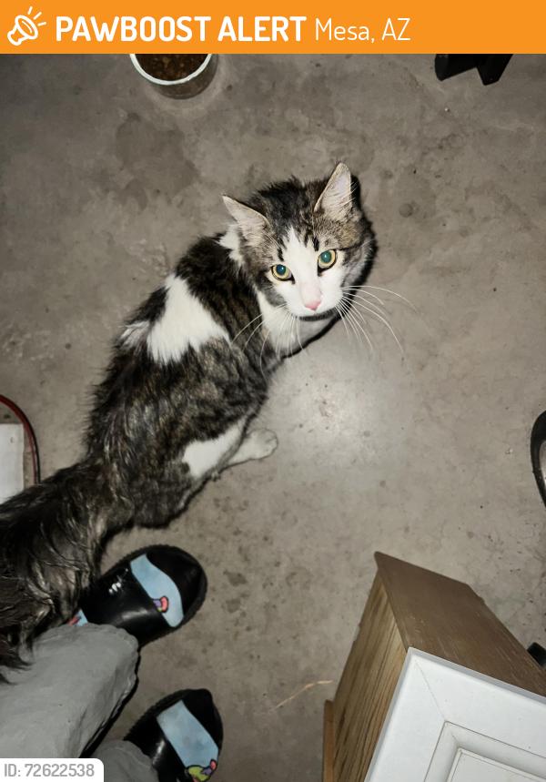 Found/Stray Unknown Cat last seen Country club rd  Depot in Mesa AZ, Mesa, AZ 85210