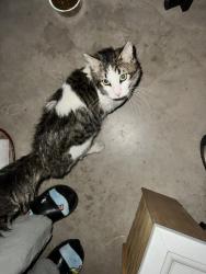 Found/Stray Unknown Cat last seen Country club rd  Depot in Mesa AZ, Mesa, AZ 85210