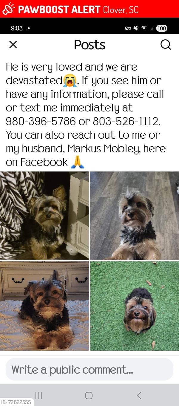 Lost Male Dog last seen Love Road and Ridge Road, Clover, SC 29710