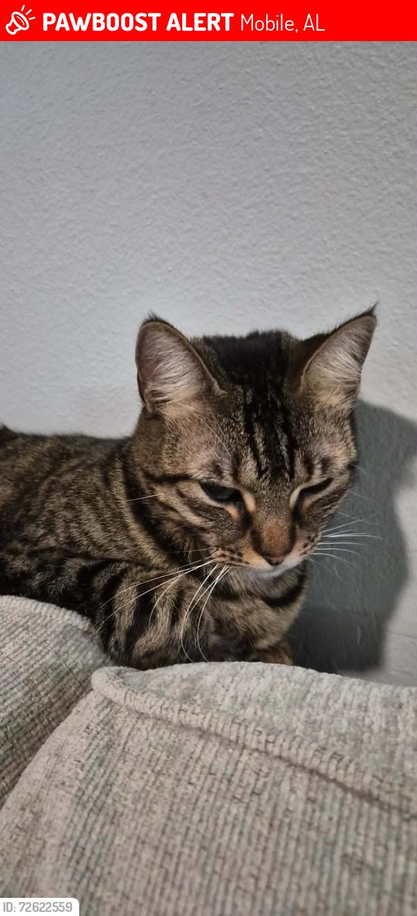 Lost Female Cat last seen Suzanne way, Mobile, AL 36695
