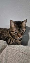 Lost Female Cat last seen Suzanne way, Mobile, AL 36695