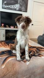 Lost Female Dog last seen Gray around the area of new jersey mikes and gray fossil site , Johnson City, TN 37615