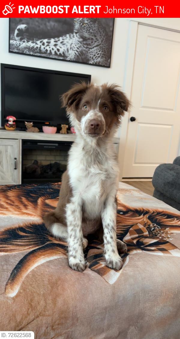 Lost Female Dog last seen Gray around the area of new jersey mikes and gray fossil site , Johnson City, TN 37615