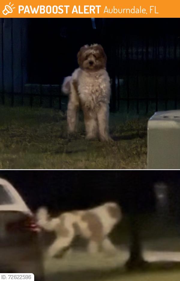 Found/Stray Unknown Dog last seen The end of Oak Valley Drive near Branchwood Lane, Auburndale, FL 33823