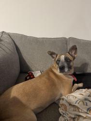 Found/Stray Female Dog last seen Hopkins Road  near Fountain of Life , Kernersville, NC 27284