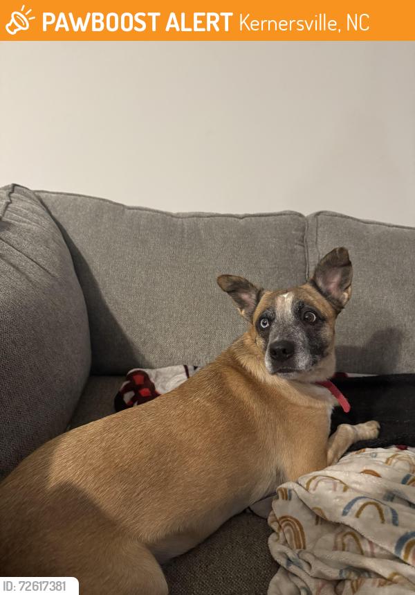 Found/Stray Female Dog last seen Hopkins Road  near Fountain of Life , Kernersville, NC 27284