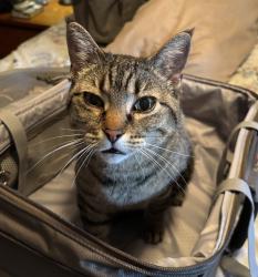 Lost Female Cat last seen 29th & Amidon, Wichita, KS 67204