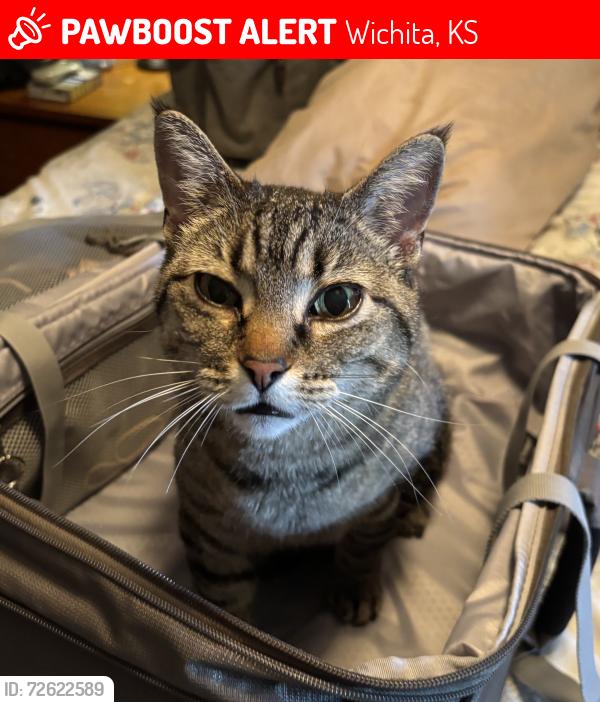 Lost Female Cat last seen 29th & Amidon, Wichita, KS 67204