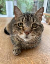 Lost Female Cat last seen Bramhall village, Bramhall, England SK7 1JZ