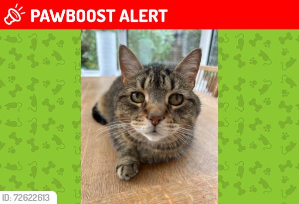 Lost Female Cat last seen Bramhall village, Bramhall, England SK7 1JZ