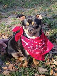 Lost Male Dog last seen Cheriton & Sweetbrier, Deltona, FL 32725