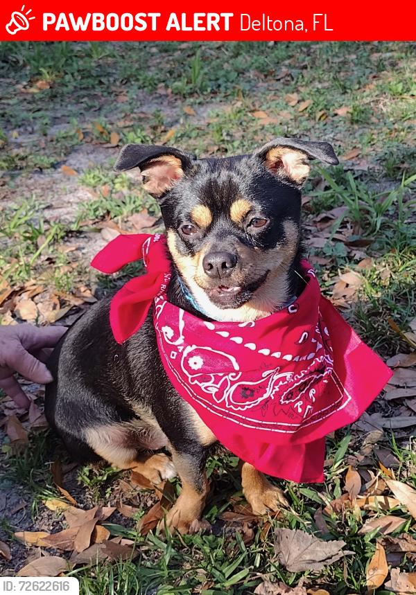 Lost Male Dog last seen Cheriton & Sweetbrier, Deltona, FL 32725