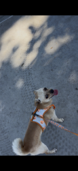 Lost Male Dog last seen Avalon and 48, Los Angeles, CA 90011