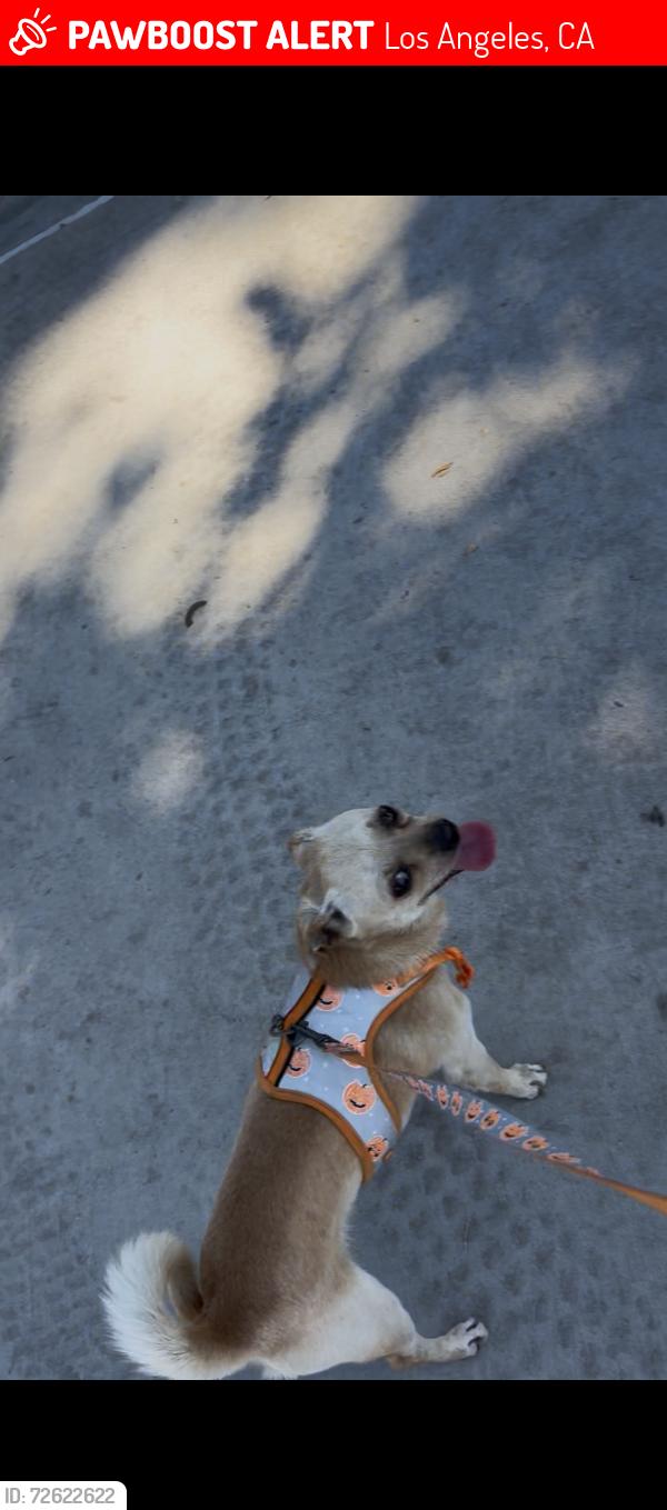 Lost Male Dog last seen Avalon and 48, Los Angeles, CA 90011