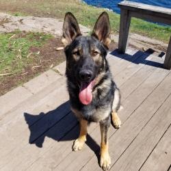 Lost Male Dog last seen County Rte 100, Wellesley Island, NY 13640