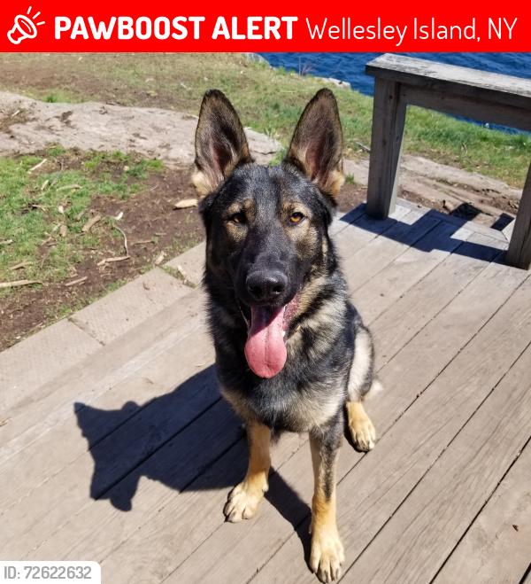 Lost Male Dog last seen County Rte 100, Wellesley Island, NY 13640