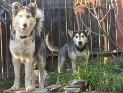 Found/Stray Male Dog last seen Perris and Ironwood, Moreno Valley, CA 92557
