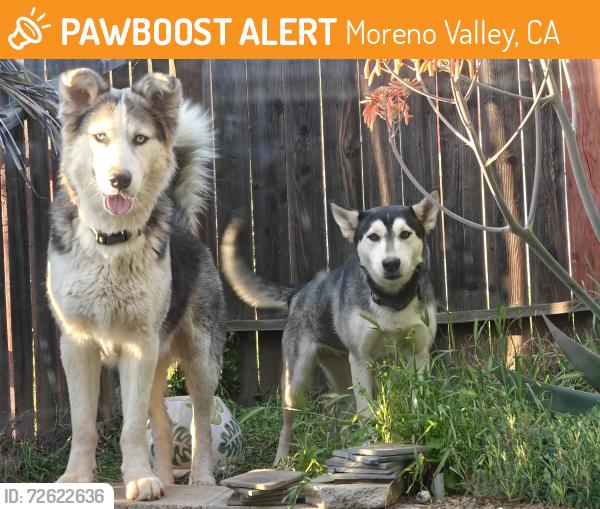 Found/Stray Male Dog last seen Perris and Ironwood, Moreno Valley, CA 92557