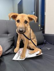 Found/Stray Female Dog last seen Old Roswell road and Westside pwky intersection , Roswell, GA 30076