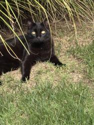 Lost Female Cat last seen SW 151st and Stone Meadows Drive , Oklahoma City, OK 73170