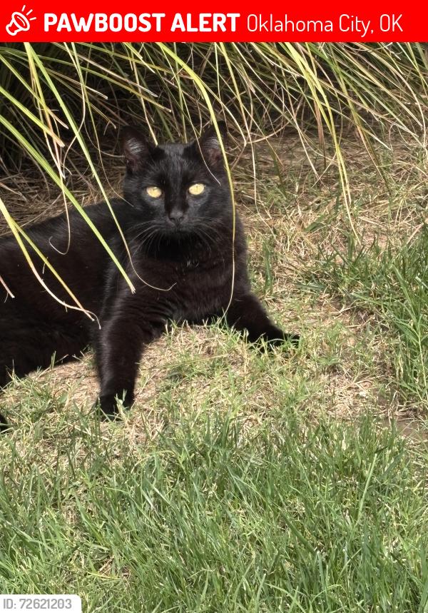 Lost Female Cat last seen SW 151st and Stone Meadows Drive , Oklahoma City, OK 73170