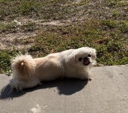 Lost Female Dog last seen Old Lucerne rd , Winter Haven, FL 33881