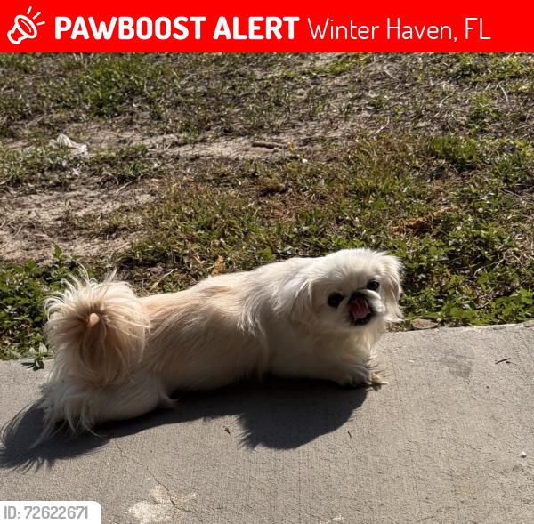 Lost Female Dog last seen Old Lucerne rd , Winter Haven, FL 33881