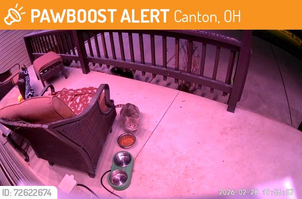 Found/Stray Unknown Cat last seen Navarre rd and Perry drive, Canton, OH 44706
