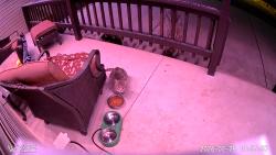 Found/Stray Unknown Cat last seen Navarre rd and Perry drive, Canton, OH 44706