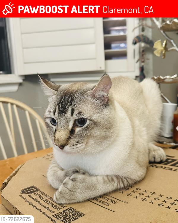 Lost Male Cat last seen Pomello and pennsylvania, Claremont, CA 91711