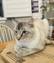 Lost Male Cat last seen Pomello and pennsylvania, Claremont, CA 91711