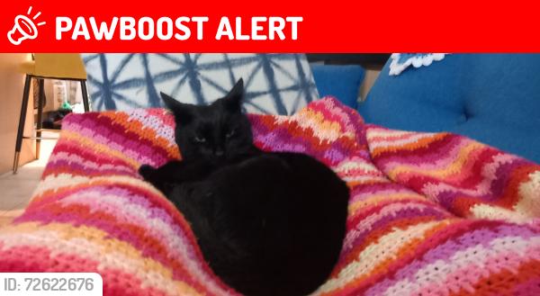 Lost Male Cat last seen Druid Road, West Midlands, England CV2 4DA