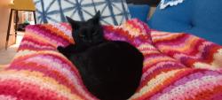 Lost Male Cat last seen Druid Road, West Midlands, England CV2 4DA