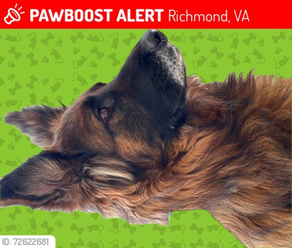 Lost Female Dog last seen Kingsland Road and Buffin Road, Henrico, VA 23231