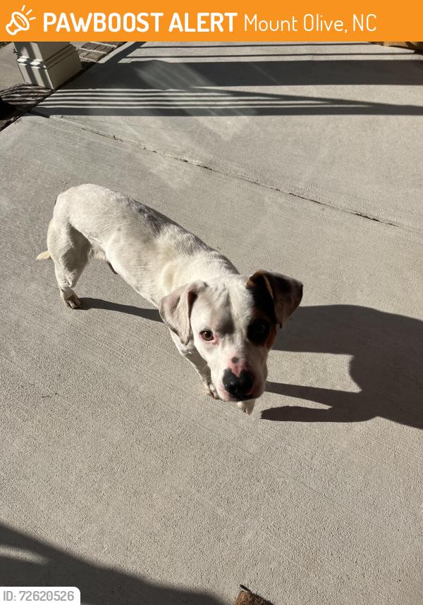 Found/Stray Male Dog last seen McArthur Pond Rd and Old Grantham Rd., Mount Olive, NC 28365