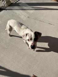 Found/Stray Male Dog last seen McArthur Pond Rd and Old Grantham Rd., Mount Olive, NC 28365