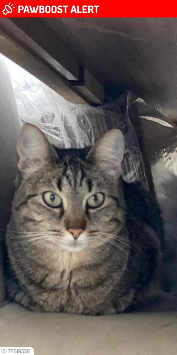 Lost Female Cat last seen Quadra de areia , Jardim Morumbi, SP 13332-490