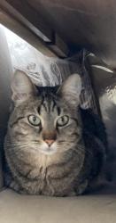 Lost Female Cat last seen Quadra de areia , Jardim Morumbi, SP 13332-490