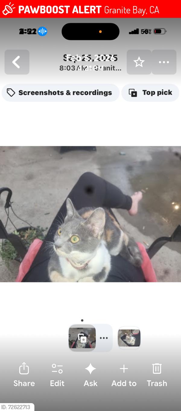 Lost Female Cat last seen Auburn Folsom rd, Granite Bay, CA 95746