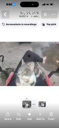 Lost Female Cat last seen Auburn Folsom rd, Granite Bay, CA 95746