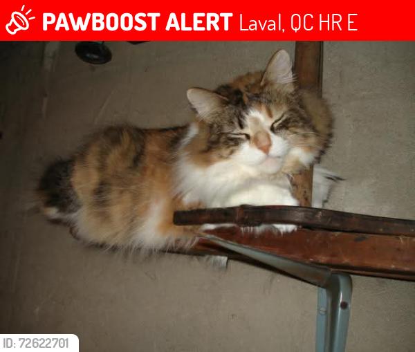 Lost Female Cat last seen The 19th avenue Laval-Ouest 3361, Laval, QC H7R 3E6