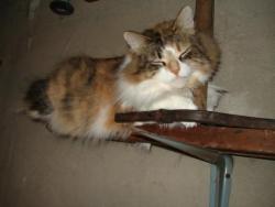 Lost Female Cat last seen The 19th avenue Laval-Ouest 3361, Laval, QC H7R 3E6