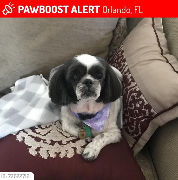 Lost Female Dog last seen Andover Lakes Dr in neighborhood, Orlando, FL 32825