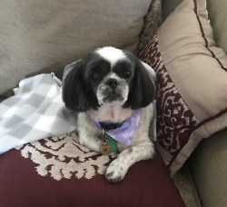 Lost Female Dog last seen Andover Lakes Dr in neighborhood, Orlando, FL 32825