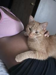 Lost Male Cat last seen Stonebrook apts, Atlanta, GA, Atlanta, GA 30349
