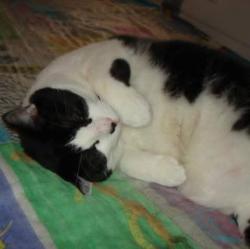 Lost Male Cat last seen The 19th avenue Laval-Ouest 3361, Laval, QC H7R