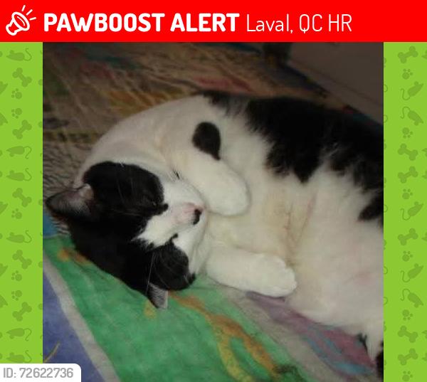 Lost Male Cat last seen The 19th avenue Laval-Ouest 3361, Laval, QC H7R