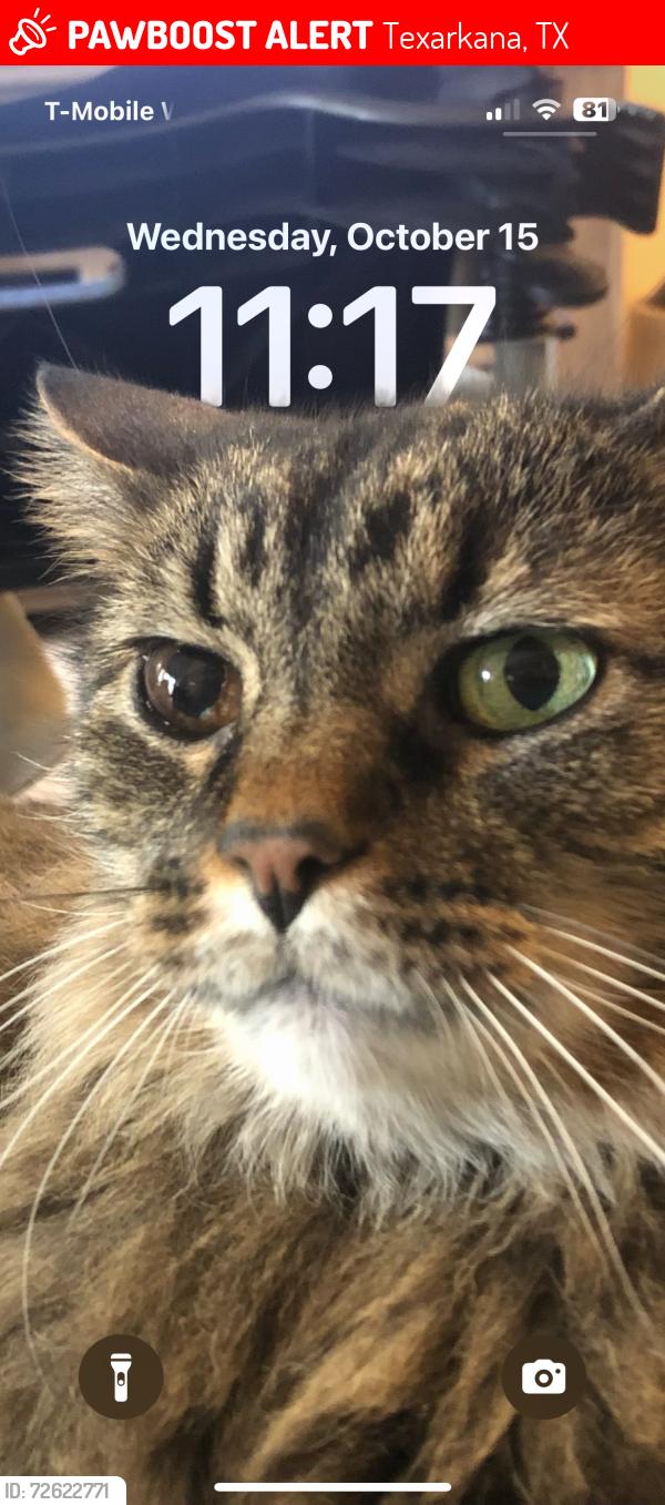 Lost Male Cat last seen Near stoneridge Dr Texarkana tx, Texarkana, TX 75503