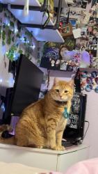 Lost Male Cat last seen Near Belmont Ave., Dallas, TX 75204